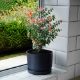 Self Watering Plant Pot for Outdoor & Indoor - Navy