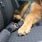 Universal Pet Seat Belt (Pack of 2)